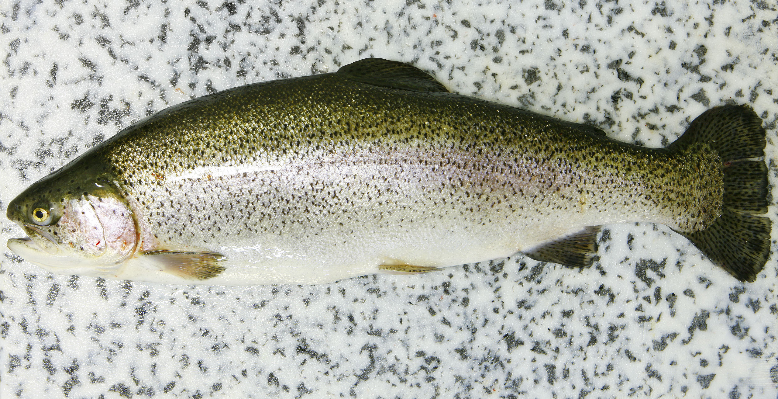 La truite des Pyrénées Saveurs des Pyrénées