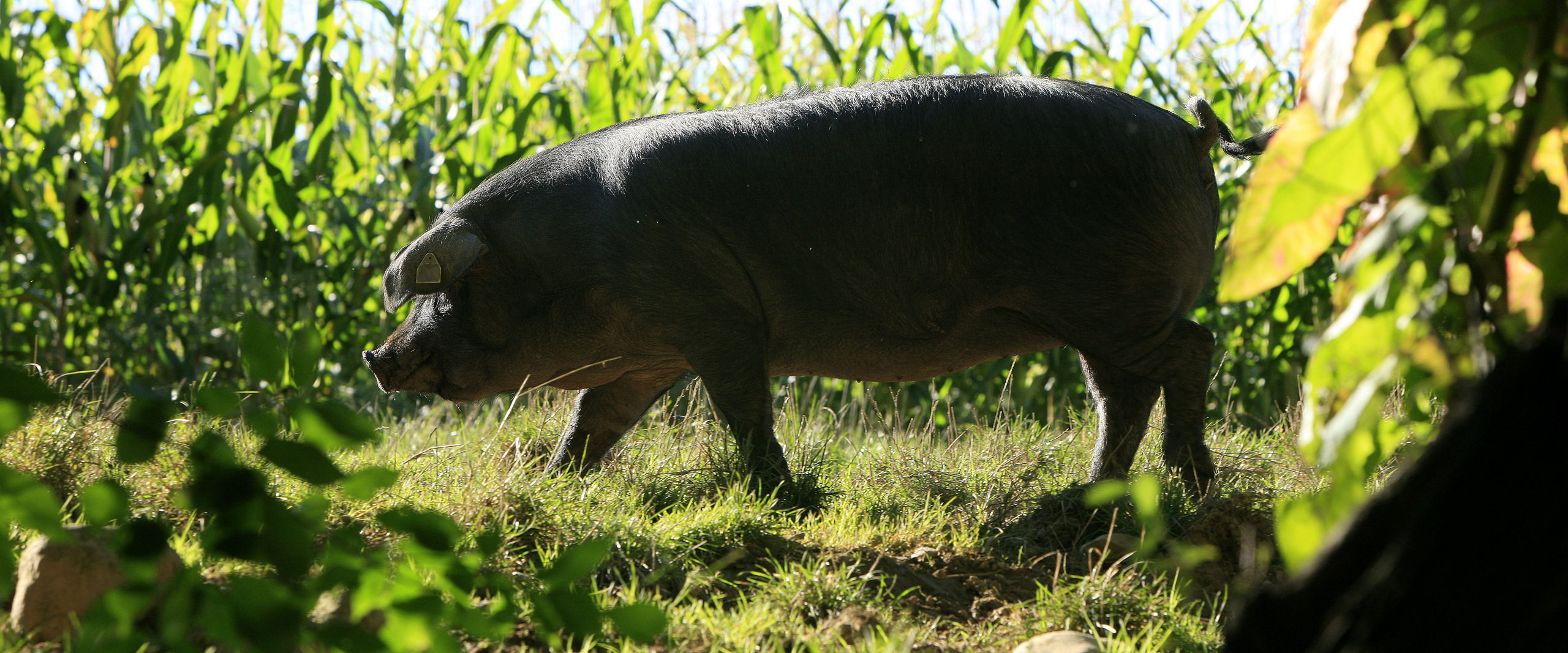 Le porc noir de Bigorre Saveurs des Pyrénées