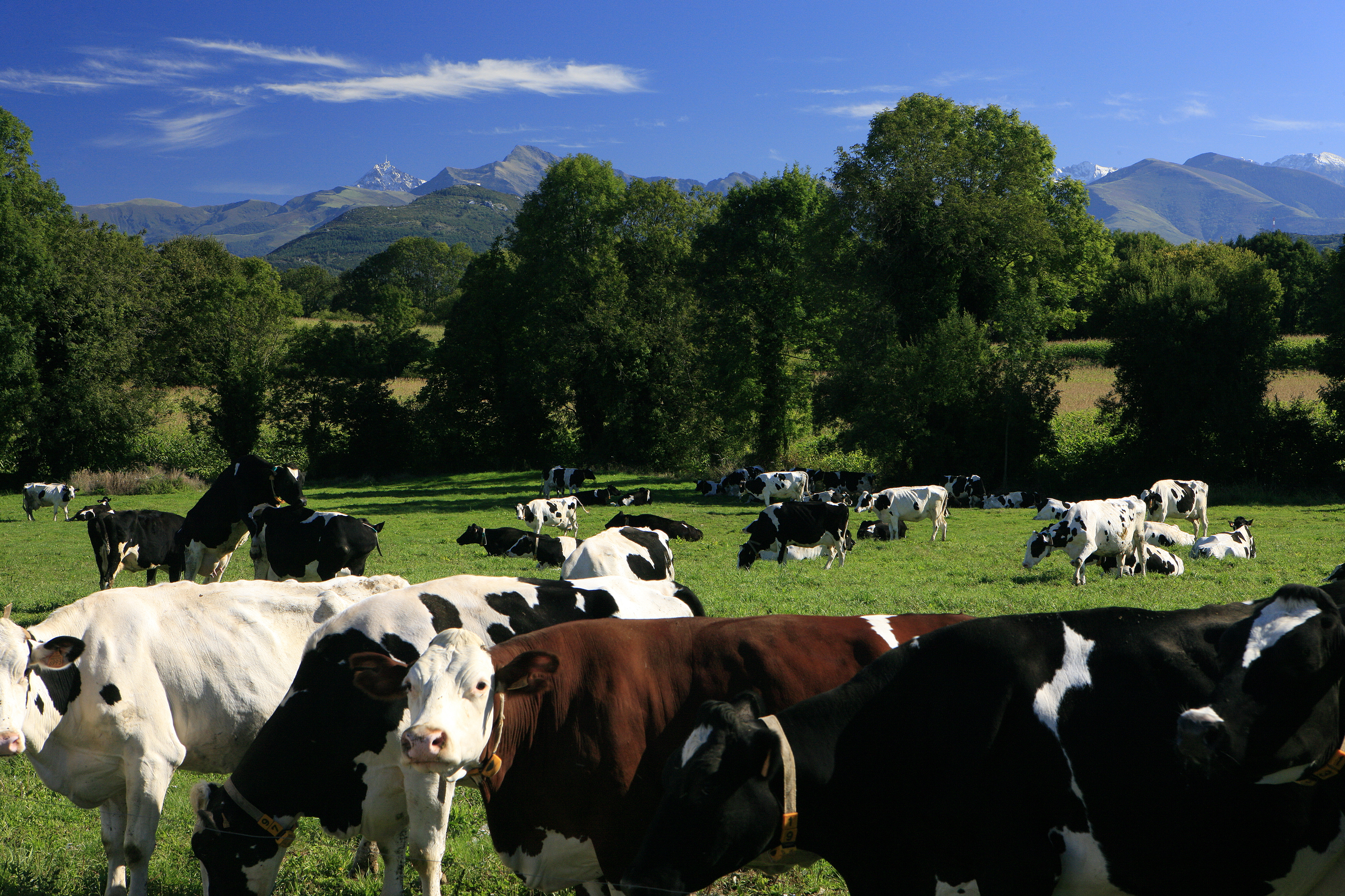 Yaourts Cazaubon Saveurs des Pyrénées