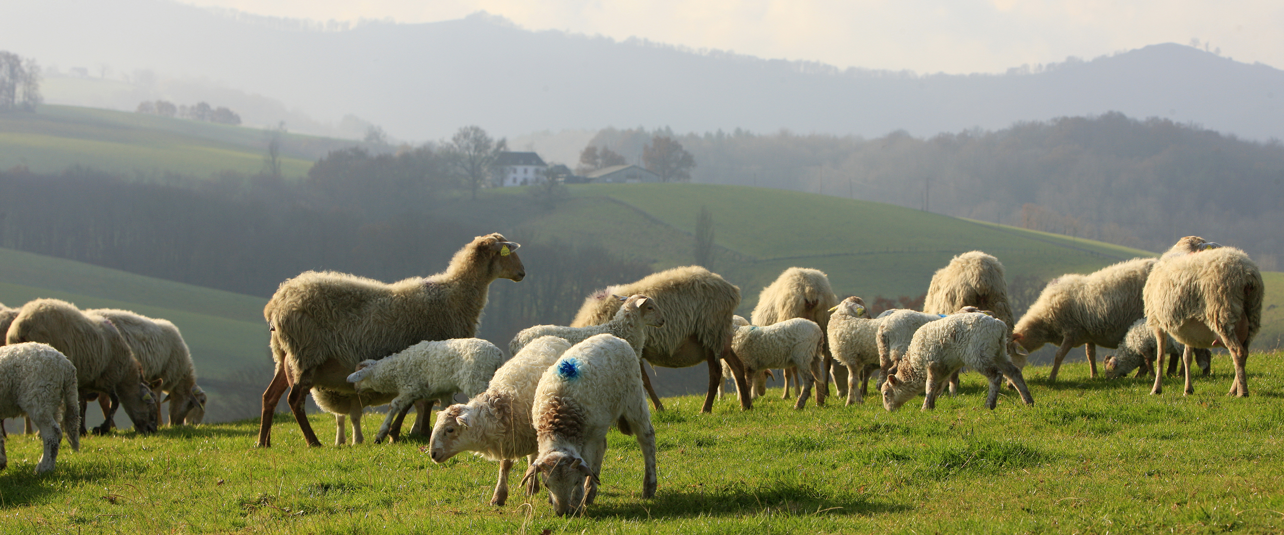 Axuria Saveurs des Pyrénées