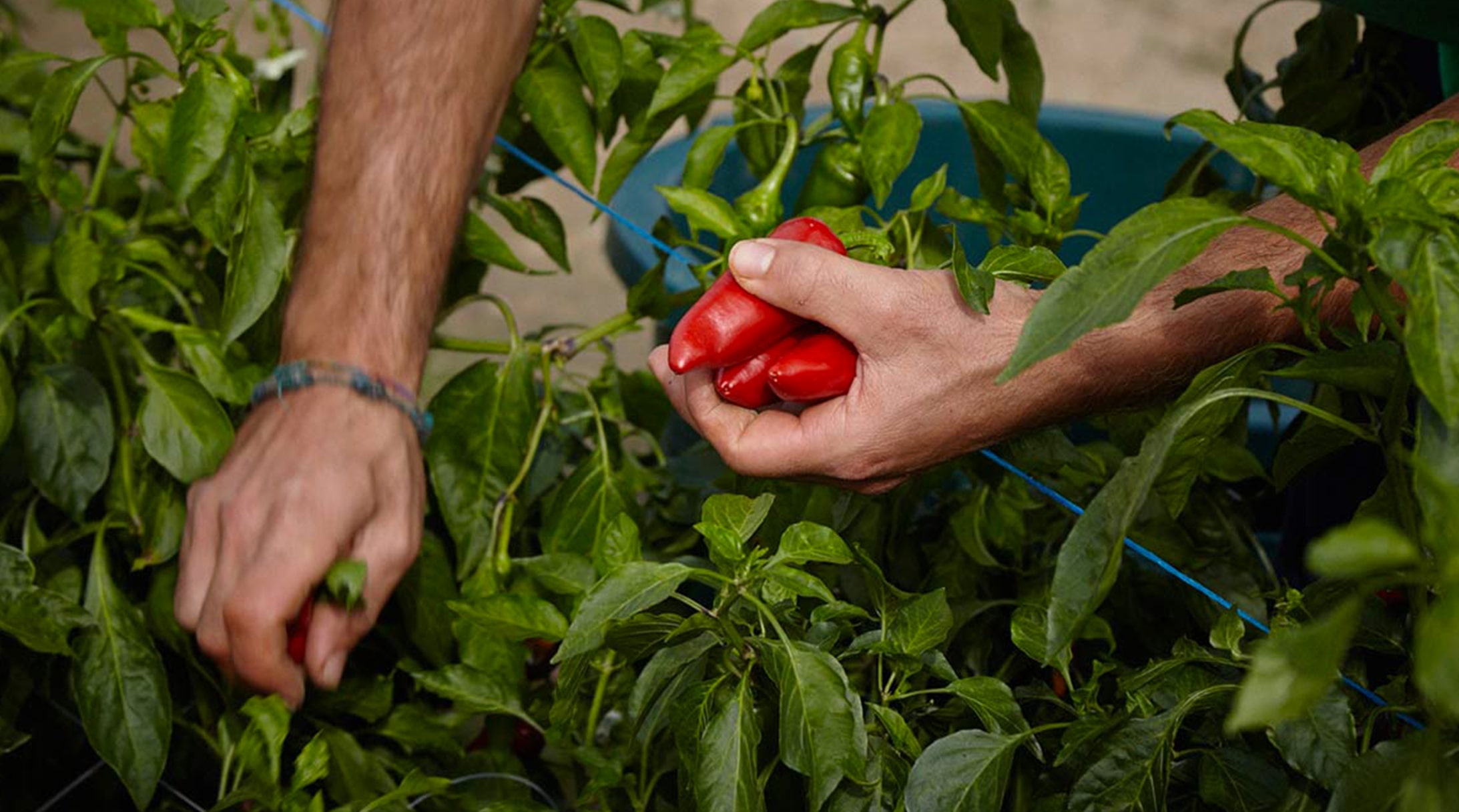 Légumes et condiment