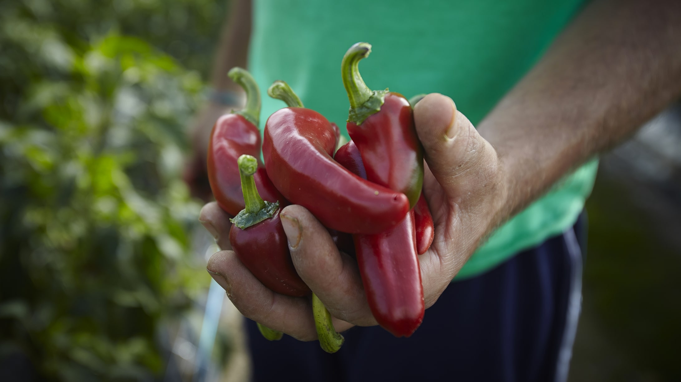 Légumes et condiment