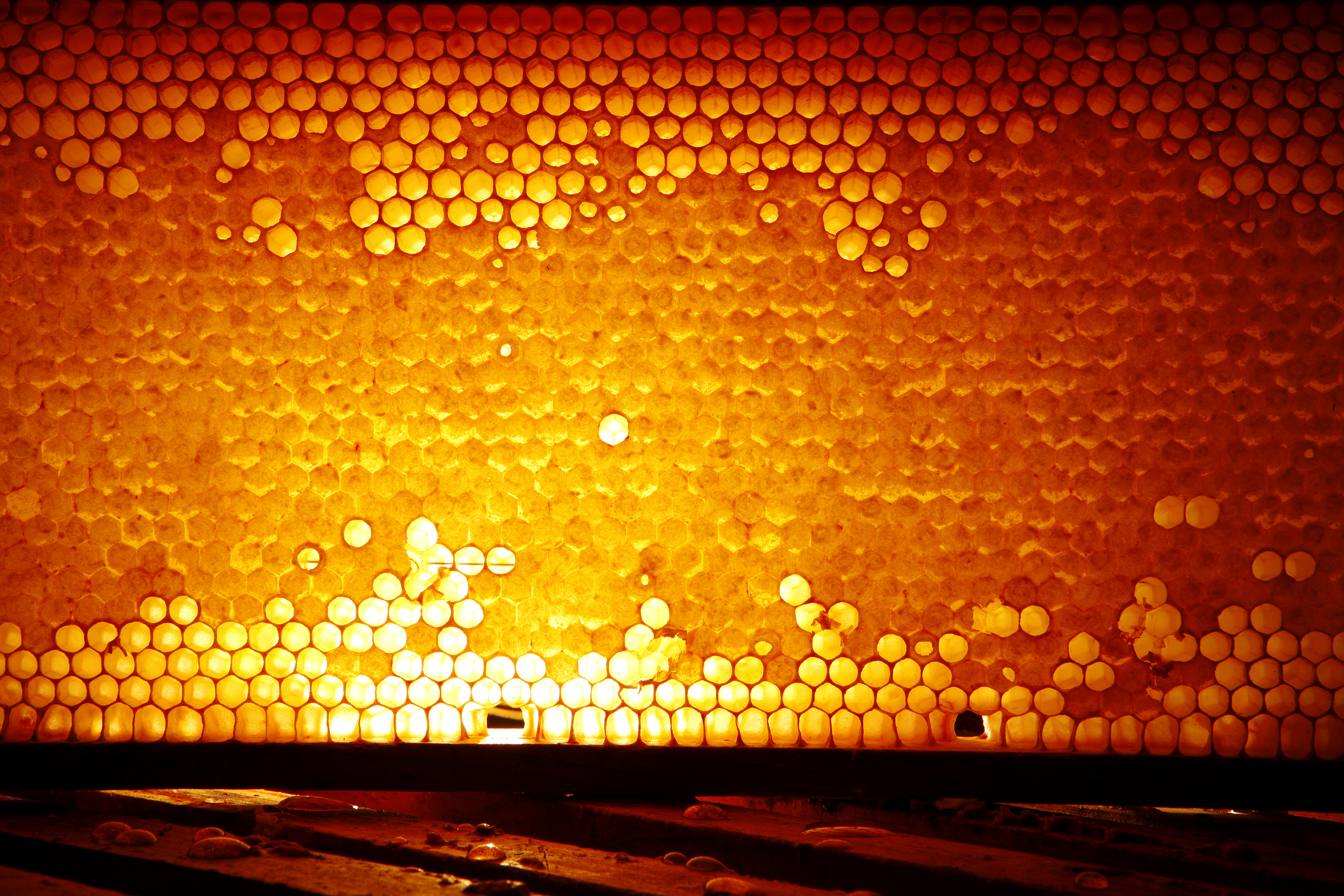 Rayon d'or Saveurs des Pyrénées