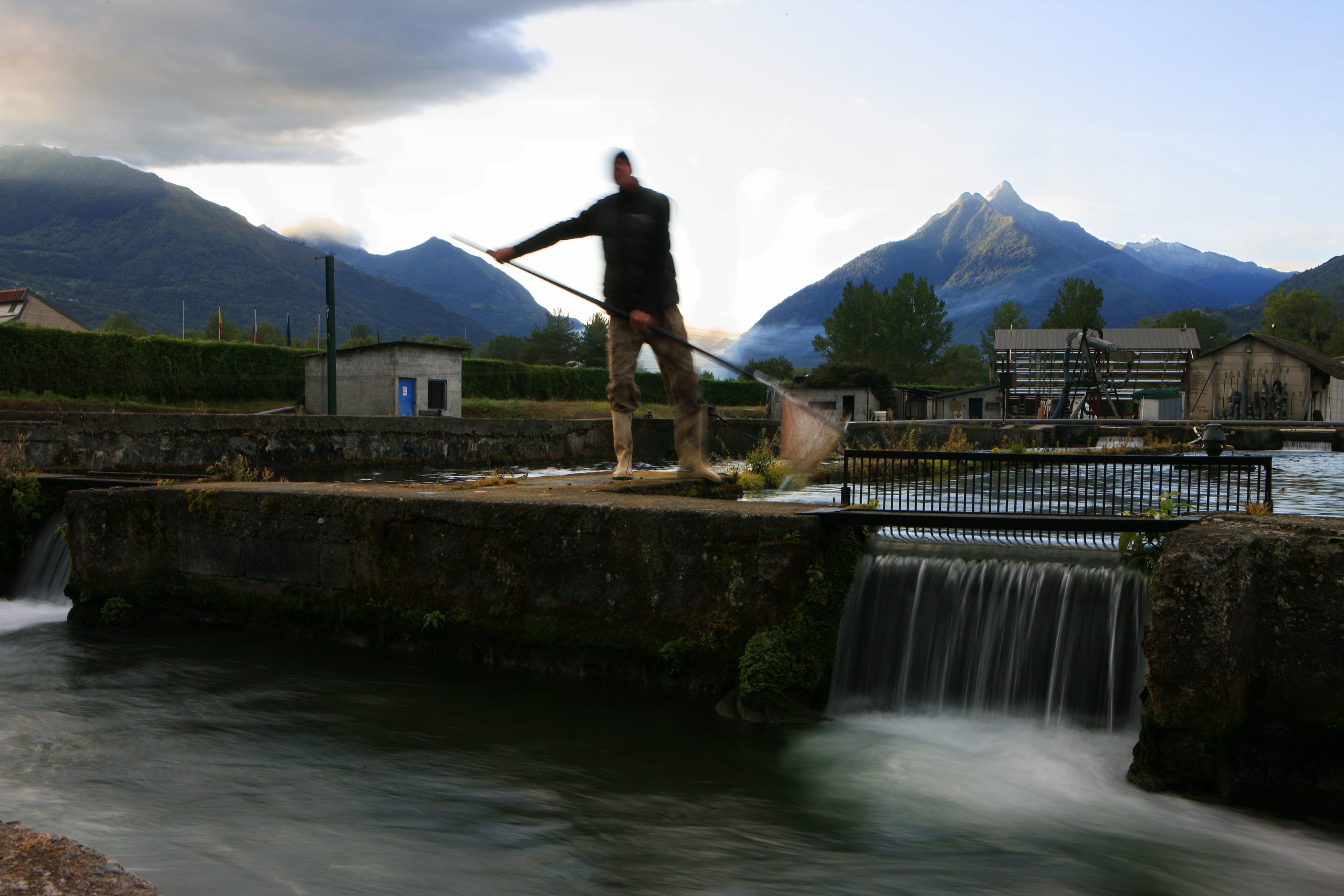 La truite des Pyrénées Saveurs des Pyrénées