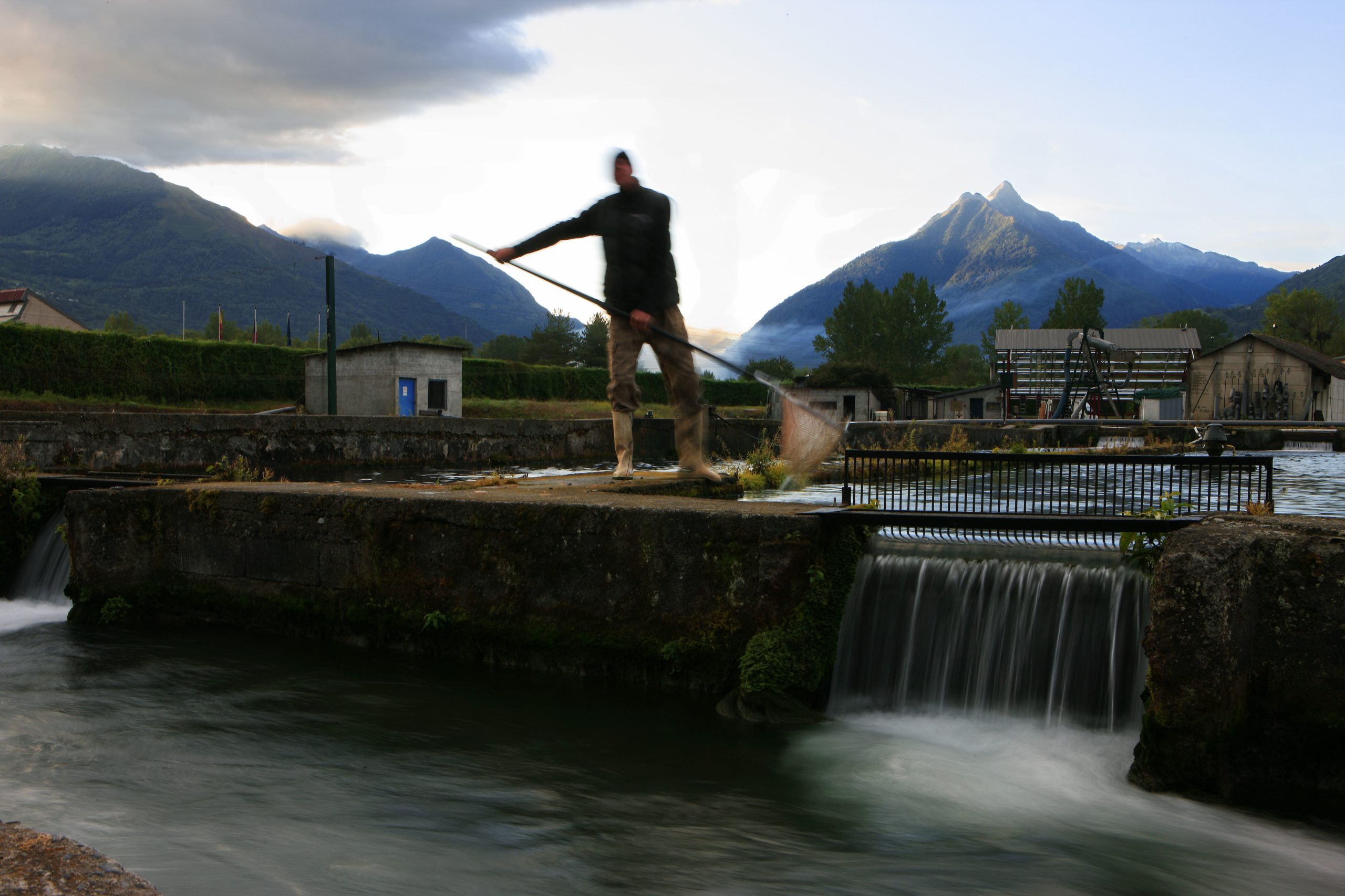 La truite des Pyrénées Saveurs des Pyrénées